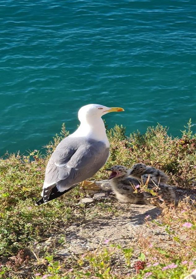 Coblanca 8-5º Daire Benidorm Dış mekan fotoğraf